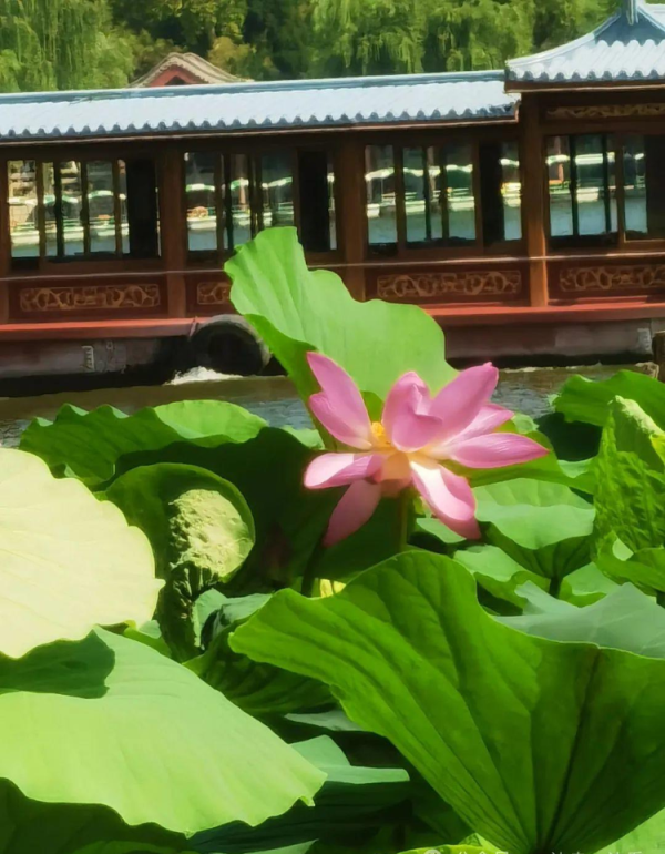 搭搭网 盛夏荷香浓！济南大明湖荷花率先开启“颜值暴击”