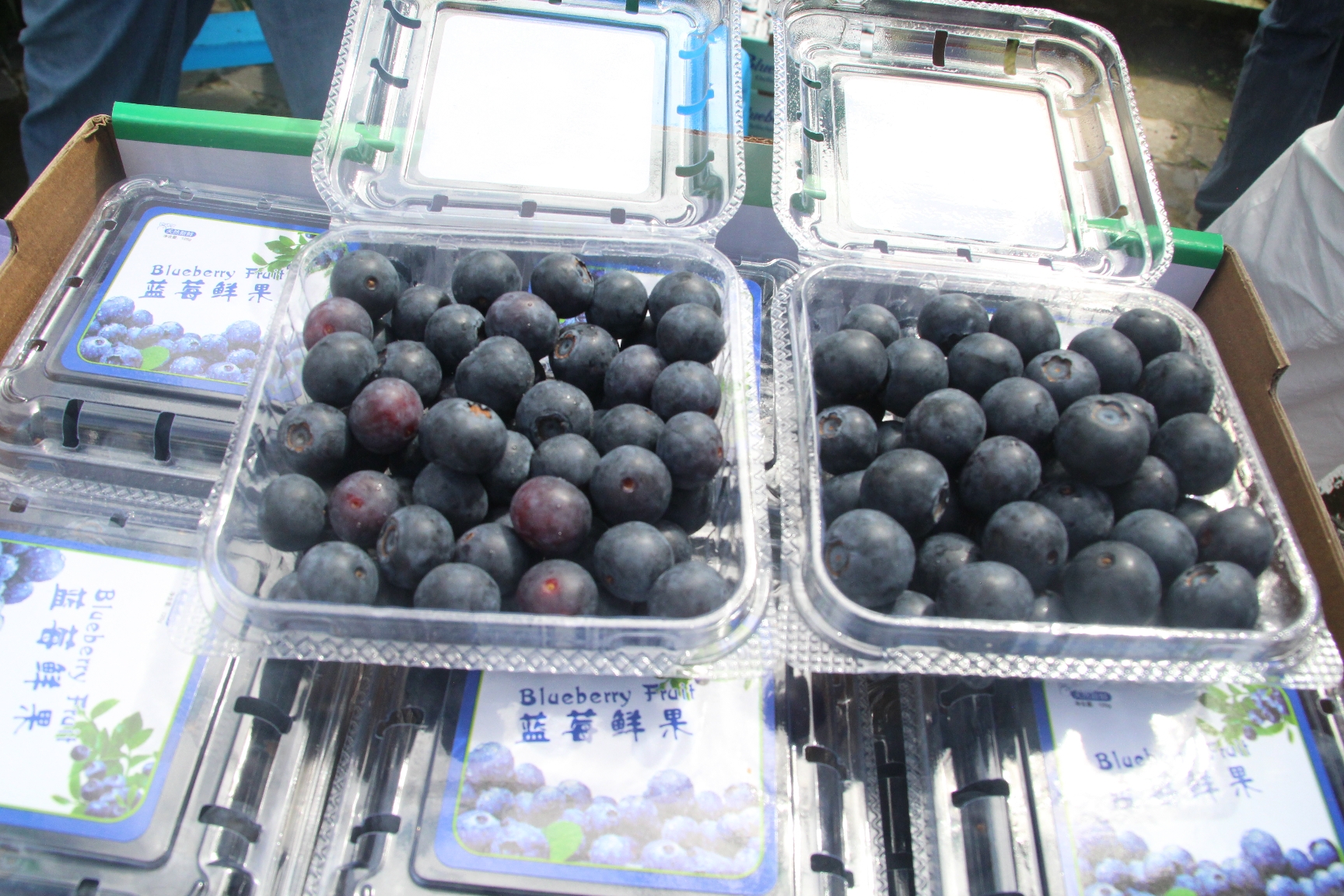 蓝莓7